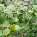 Ilex pernyi P1D